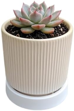 Cuteforyou 3.75 Inch Modern Textured Ceramic Succulent Planter Pot (No Plant Included) – Perfect for Small Plants, Cacti & Desk Decor – Lightweight & Durable，Yellow by Cuteforyou