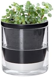 D'vine Dev Self-Watering Black Terracotta Planter Pot, 4 in, 37-X-A-3 by DvineDevPlanterPotsandStand