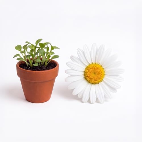 BUZZY Seeds Daisy Grow Kit, 20-Pack Bulk Terracotta Pots, Indoor Garden - Image 2
