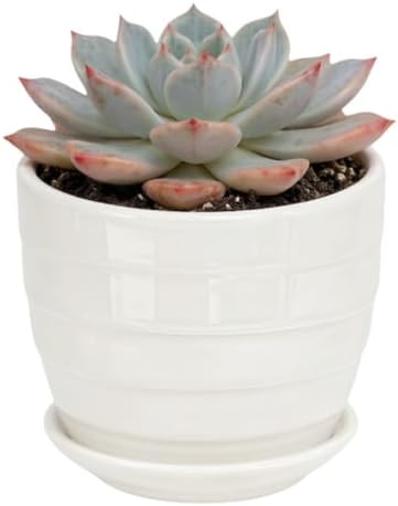 Cute 4.13 Inch Ceramic Home Garden Decoration Succulent Cactus Flower Pots Container -Plant Not Included，White by SJBAG