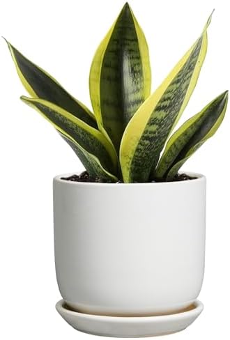 Indoor Plant Pot 5 Inch - Round Ceramic Planter for Succulent Plants with Drainage Hole and Saucer, Modern Home Decor, White by SUNPOTFOR