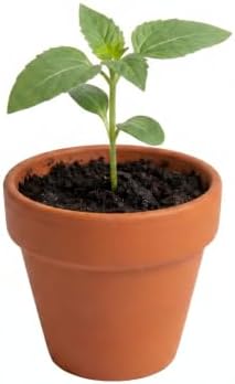 BUZZY Seeds Bright Series Grow Kit 12-Pack, Terracotta Pots, Assorted - Image 2