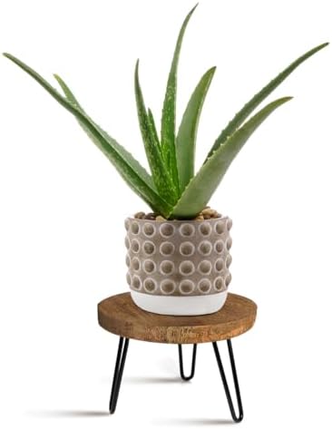 OBTAIN Plant Stand Indoor Outdoor, Wooden plant Stool, Mid Century Plant Stand for Indoor Plants, Wood Modern Plant Holder Rattan Flower, Low Short Boho Rustic Planter Stand Fit 5-15 Inch Pot(M) by Welcometoobtain