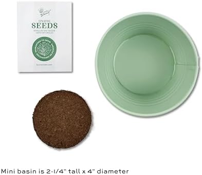 Buzzy Seeds Alpine Strawberry Grow Kit, Metal Basin Planter, Indoor - Image 4