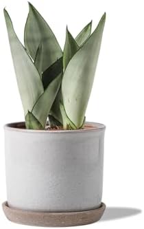 5.8 Inch Plant Pot: Ceramic Planter with Drainage Hole & Saucer - Cylinder Round Flowerpot for Indoor & Outdoor Plants - with Separate Tray for Home & Office - Retro Style, Grey by Chubacoo
