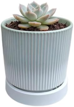 Cuteforyou 3.75 Inch Modern Textured Ceramic Succulent Planter Pot (No Plant Included) – Perfect for Small Plants, Cacti & Desk Decor – Lightweight & Durable，Green by Cuteforyou
