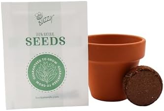 BUZZY Seeds Holiday Spruce Grow Kit 12-Pack, Terracotta Pots, Tree Gift - Image 4