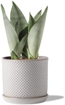 5.8 Inch Ceramic Plant Pot with Drainage Hole & Separate Saucer by Chubacoo