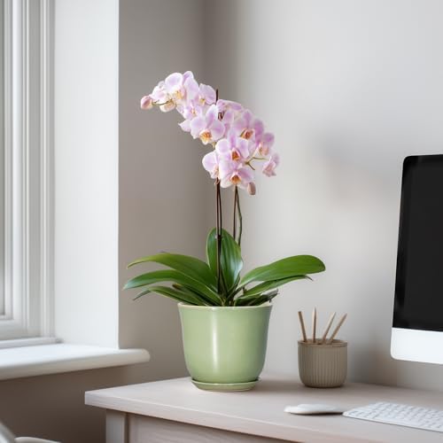 5.6 Inch Plant Pot - Ceramic Pots for Plants Indoor Outdoor, Round Orchid Succulent Pot with Drainage Hole and Saucer, Modern Small Planter, Home Room Window Decor, Plants Lover Gift, Green - Image 3
