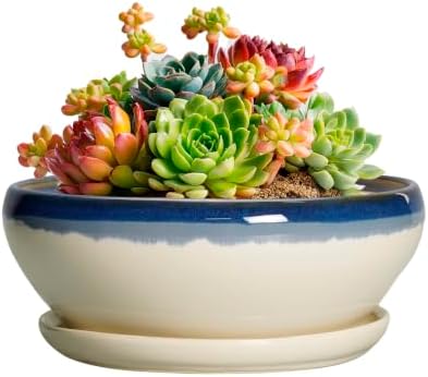 SQOWL Succulent Pots 6 Inch, Ceramic Bonsai Pots with Saucer, Blue-Beige by SQOWL
