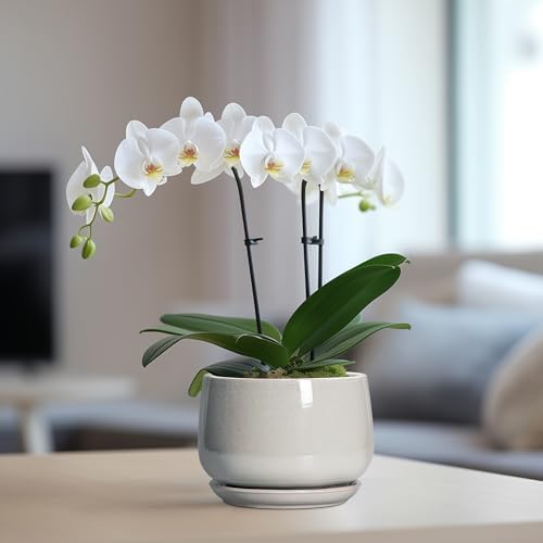 G EPGardening Ceramic Pots for Plants - 6 Inch Plant Pot with Drainage and Ceramic Tray, Modern Succulent Pots, Round Planters for Indoor Plants, Living Room Decor, Gifts for Plant Lovers, Light Grey - Image 5