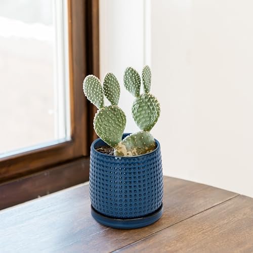 D'vine Dev Beaded Ceramic Pot with Saucer, 4 in, Midnight Blue, 27-C-Z-3 - Image 5