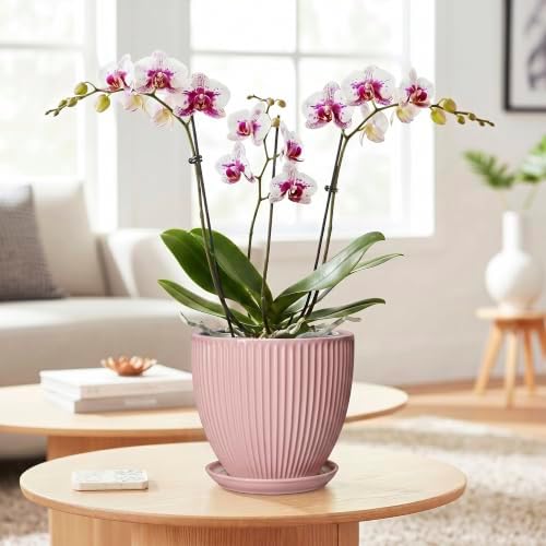 6 Inch Flower Pots, Ceramic Pots for Plants Indoor, Modern Plant Pot with Drainage Hole and Saucer, Decorative Small Round Succulent Planter, Living Room Office Decor, Women Men Gifts, Pink - Image 3