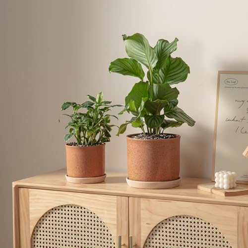 8 Inch Ceramic Plant Pot with Drainage Hole & Separate Saucer - Image 4