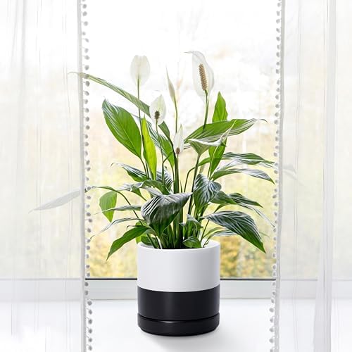 D'vine Dev 6.5 Inch Ceramic Planter Pot, Black White Two Tone, 94-O-C-L - Image 6