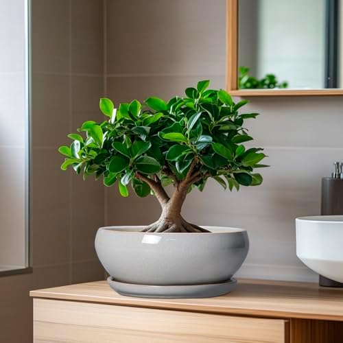 SQOWL Bonsai Tree Pots, 8 Inch Ceramic Plant Pots with Saucer, Gray - Image 6