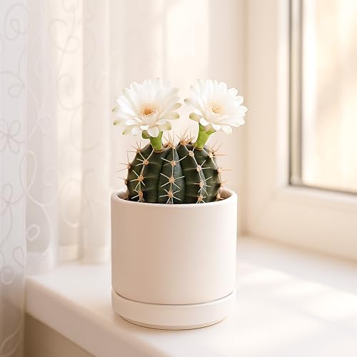 D'vine Dev 3.5 Inch Ceramic Planter Pot, Oatmeal, 94-O-A-8 - Image 6