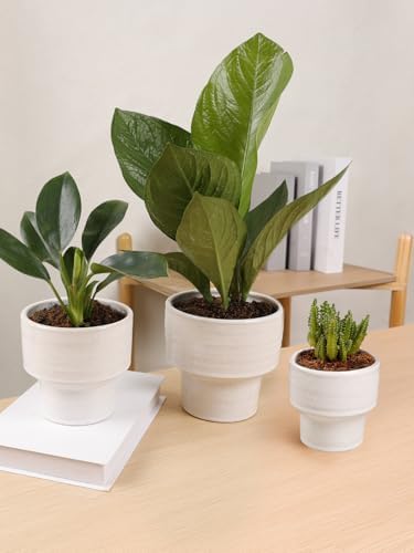 INGOFIN Ceramic Planter Pot Set of 3, 4/5/6 Inch Indoor Plant Decorative Cachepot for Pothos & Succulents, No Drainage Hole, Modern Tabletop Desk Display Pot for Home Decor, Pockmarks White - Image 6