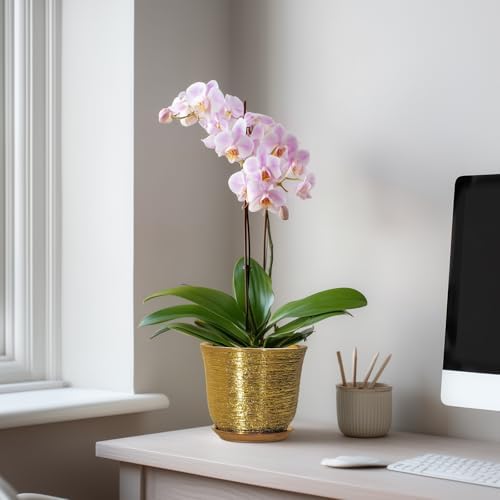5.6 Inch Plant Pot - Ceramic Planter for Indoor Outdoor, Round Succulent Orchid Pot with Drainage Hole and Plant Saucer, Modern Decorative Planters, Living Room Decor, Gifts for Women, Gold - Image 3