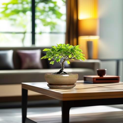 SQOWL Bonsai Pots Small - 6 Inch Ceramic Succulent Pots with Drainage Hole and Saucer, Shallow Round Planter for Indoor Plants Outdoor, Ceramic Cactus Planter, Patio Decor, Housewarming Gift, Brown - Image 3