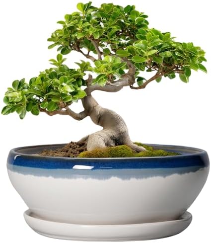 SQOWL Bonsai Pots, 10 Inch Ceramic Pots for Succulents, Blue Off-White by SQOWL