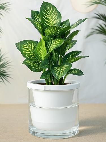 D'vine Dev Self-Watering White Terracotta Planter Pot, 10 in, 37-X-D-2 - Image 2