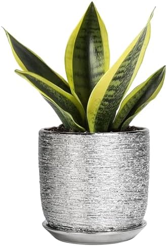 Ceramic Plant Pot 5 Inch - Indoor Planter with Drainage Hole and Saucer, Round Modern Flower Pot for Succulent Plants, Housewarming Gifts, Office Home Desk Decor, Silver by SUNPOTFOR