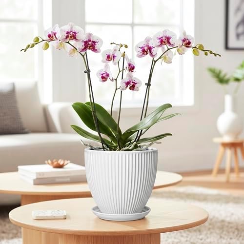 Ceramic Pots for Plants, 6 Inch Plant Pot with Drainage Hole and Saucer, Round Ceramic Flower Pots for Indoor Plants, Modern Small Succulent Planter, Room Home Decor, Plant Lover Gifts, White - Image 3