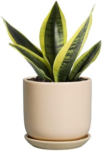 Ceramic Flower Pot 5 Inch - Round Succulent Planter for Indoor Plants with Drainage Hole and Saucer, Patio Room House Office Home Decor, Yellow by SUNPOTFOR