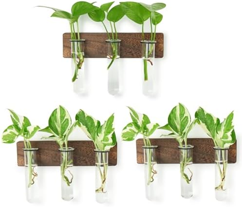 XXXFLOWER Wall Mounted Plant Terrarium with Wooden Stand 3 PCS by XXXFLOWER