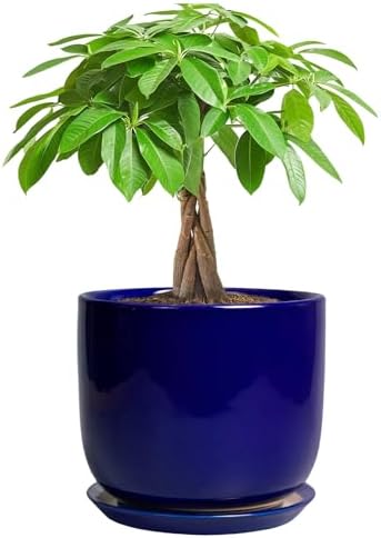 Ceramic Flower Pot 7 Inch - Cylinder 7 Inch Round Planter for Cactus Orchid Plants with Drainage Hole and Saucer, Home Office Room Desk Decor, Blue by SUNPOTFOR