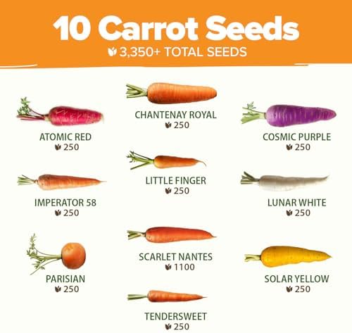 HOME GROWN 10 Rainbow Carrot Variety Mix 3350+ Seeds Daucus carota - Image 3