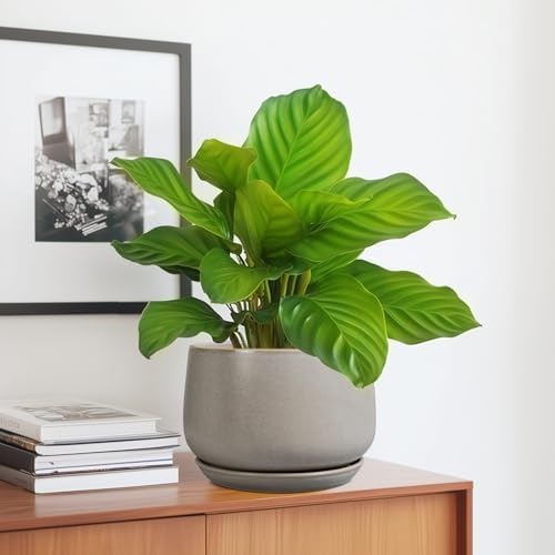G EPGardening Ceramic Pots for Plants 7 Inch, Grey - Image 5