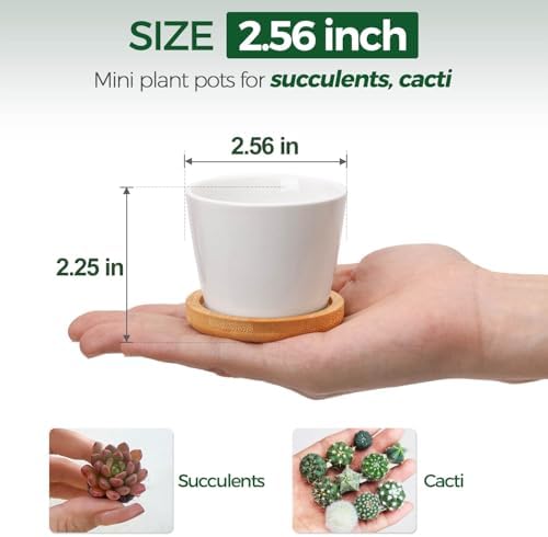 T4U Small Succulent Pots 12 Pack, Mini Flower Planters with Drainage White - Image 2
