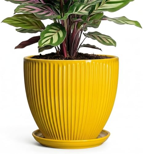 6 Inch Plant Pot, Ceramic Planter with Drainage Hole and Saucer, Decorative Small Plant Pots for Indoor Plants, Modern Round Flower Pot, Home Office Room Decor, House Warming Gifts, Yellow by Unknown