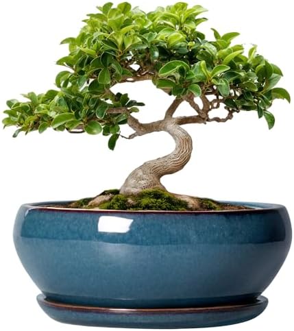 SQOWL Bonsai Pots - 8 Inch Ceramic Succulent Pots with Drainage Hole and Saucer, Round Shallow Planter for Indoor Outdoor Plants Flowers, Ceramic Planter Bowl, Room Decor, Gardening Gifts, Blue by SQOWL