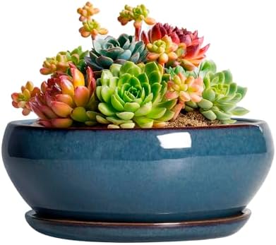 SQOWL Succulent Pots - 6 Inch Ceramic Bonsai Pots, Shallow Planter with Drainage Hole and Saucer, Modern Round Planter for Indoor Plants Outdoor, Flower Cactus Pot, Home Decor, Plant Lover Gift, Blue by SQOWL