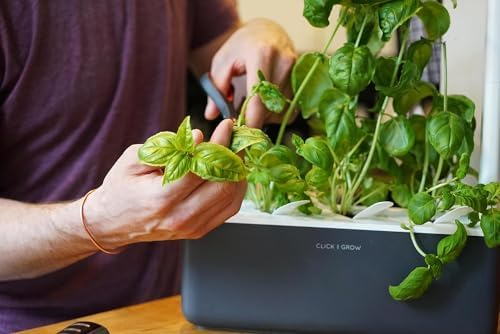Click & Grow Indoor Herb Garden Kit with Grow Light | Smart Garden for Home Kitchen Windowsill | Easier Than Hydroponics Growing System | Vegetable Gardening Starter (3 Basil Pods Included), Grey - Image 4