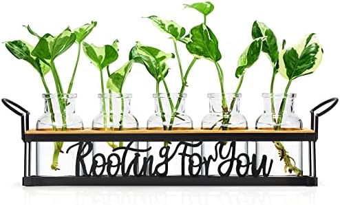 Plant Propagation Station "Rooting for You" Hydroponic Planter Vase by THYGIFTREE