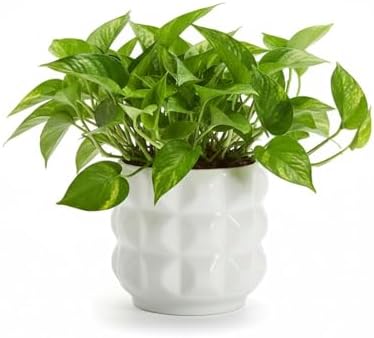 Ceramic Planter Pot with Drainage Hole, 4.5 Inch Dia, Indoor and Outdoor, Home Patio Garden, Plants Flower Succulent, 3D Patterned Round (White) by Unknown
