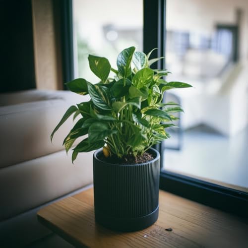 HERDUK 6 Inch Ceramic Plant Pot with Drainage & Saucer - Indoor Planter for Succulents, Cacti & Aloe Vera - Striped Design, High-Temp Fired Clay, Lightweight Modern Decor - Image 3