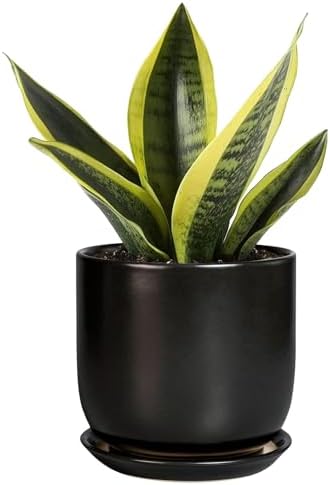 Ceramic Pot for Plants 5 Inch - Modern Round Indoor Planter for Cactus Succulent Plants with Drainage Hole and Saucer, Home Room House Office Decor, Black by SUNPOTFOR