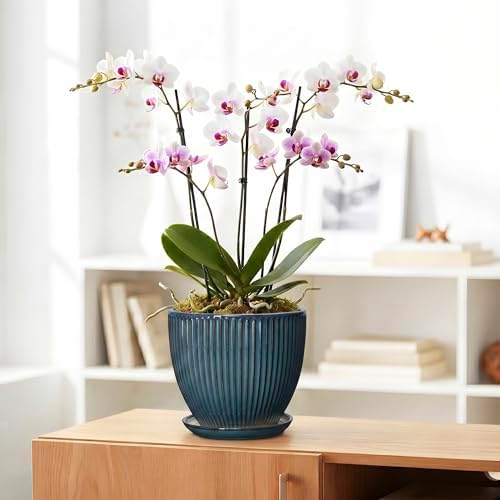 Ceramic Plant Pots, 8 Inch Planters for Indoor Plants, Decorative Flower Pots with Drainage Hole and Saucer, Round Planter, Indoor Flower Pot, Modern Home Decor, Plant Lover Gifts, Retro Blue - Image 5