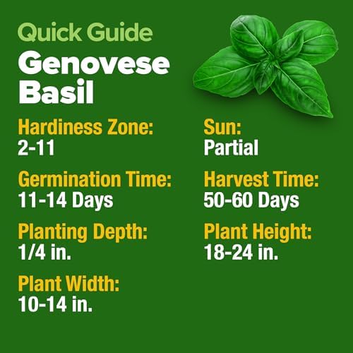 HOME GROWN Genovese Basil Seeds, 1,750+ Seeds, Ocimum basilicum - Image 6