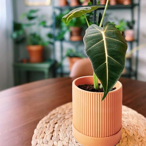 HERDUK Small Modern Terracotta Pots, 4.2 Inch Ribbed Textured Clay Planter Pots with Drainage Hole & Saucer, Garden Pots for Indoor Plants Succulent, Cacti & Fern, Set of 2 - Image 3