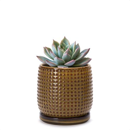 D'vine Dev Beaded Ceramic Pot with Saucer, 4 in, Olive Bronze, 27-C-Z-N by DvineDevPlanterPotsandStand