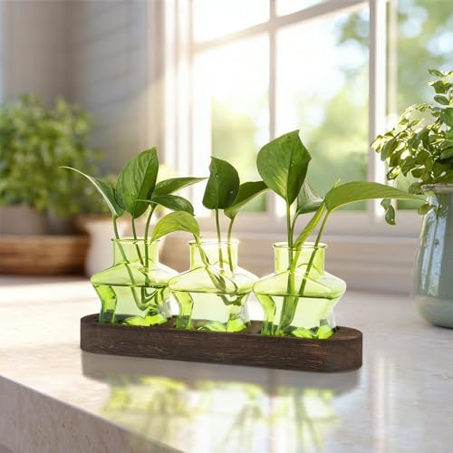 XXXFLOWER Plant Propagation Station with Wooden Stand 3 Green Star Jars - Image 3