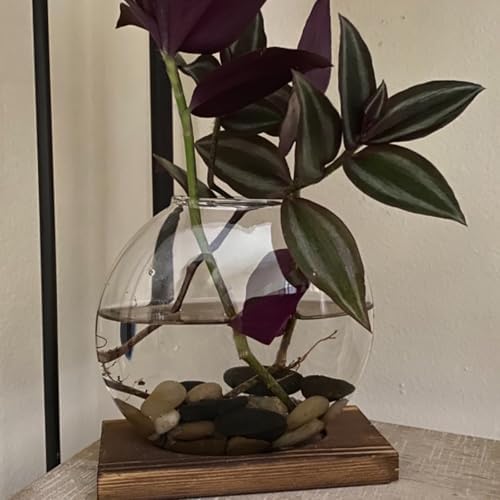 HAKZEON 4 Pack Desktop Round Glass Planter Hydroponics Vase, Glass Planter Terrarium Flower Vase with Wooden Stand, Propagated Plant Jars for Plants, Flower, Home Office Desktop Decor - Image 7