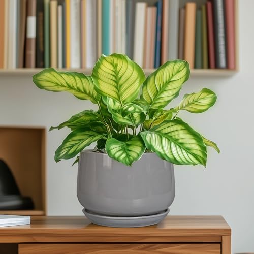 G EPGardening Ceramic Pot for Plants, 6 Inch, Gray - Image 6