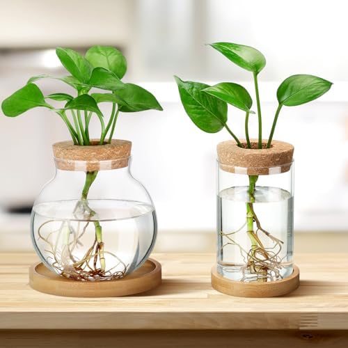 Layhit 4 Pcs Plants Propagation Stations vases Glass Planters with Wooden Lid and Bamboo Stand for Hydroponic Plants Gardening Gifts for Women Mom Home Office Tabletop Decoration(Funny Style) - Image 5